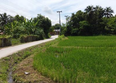 Scenic rural road beside lush green fields