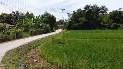 Scenic rural road beside lush green fields