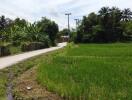 Scenic rural road beside lush green fields