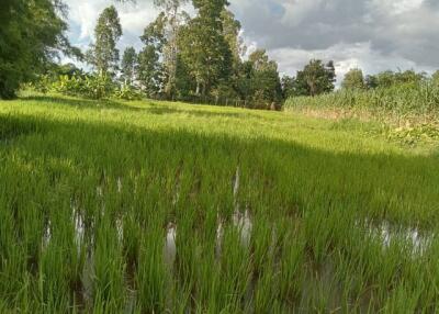 lush green field with trees in the background