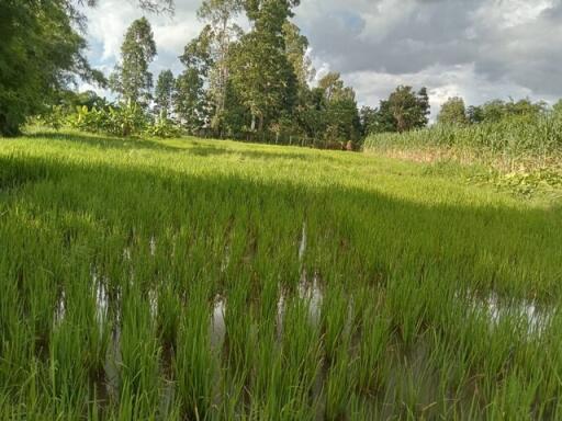 lush green field with trees in the background