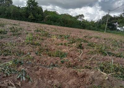 Agricultural field with vegetation and surrounding trees