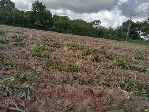 Agricultural field with vegetation and surrounding trees