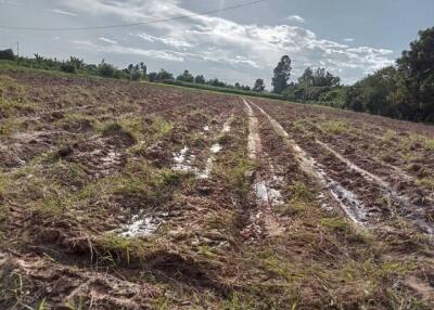 freshly plowed field with visible tire tracks and surrounding vegetation