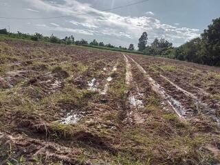 freshly plowed field with visible tire tracks and surrounding vegetation