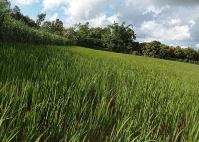 A lush green field with tall grass and trees in the background under a partly cloudy sky