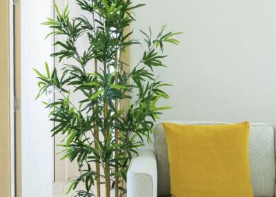 Bright living room with a potted plant and sofa