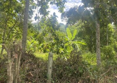 1 Rai near to Windfield and LIS Freehold Land in Lamai