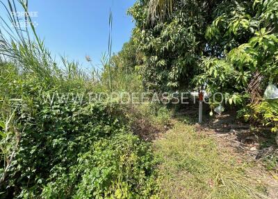 Outdoor garden area with lush greenery and overgrown plants