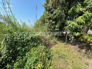 Outdoor garden area with lush greenery and overgrown plants