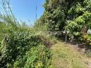 Outdoor garden area with lush greenery and overgrown plants