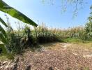 Outdoor garden area with vegetation