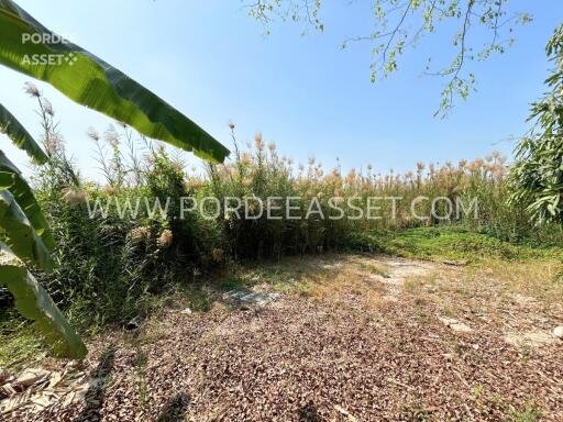 Outdoor garden area with vegetation