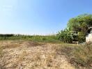 open land space with greenery