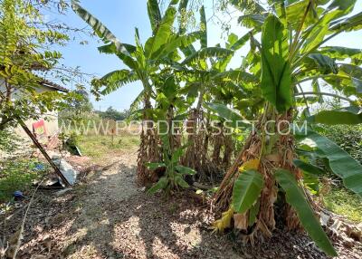 Garden with banana trees