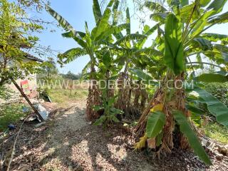 Garden with banana trees