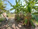 Garden with banana trees