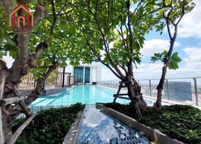 Rooftop pool with garden