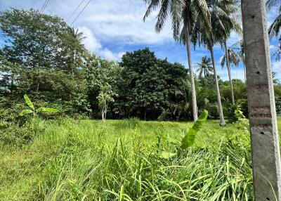 lush green landscape with palm trees