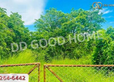 Lush green view with trees and a fence