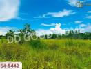 open green field under blue sky