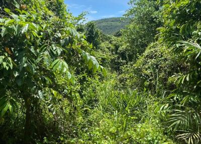 Lush green landscape with hill in the background on a sunny day