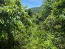 Lush green landscape with hill in the background on a sunny day