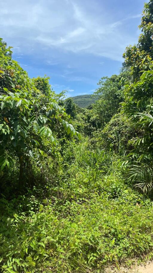 Lush green landscape with hill in the background on a sunny day