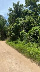 Scenic outdoor pathway surrounded by lush greenery