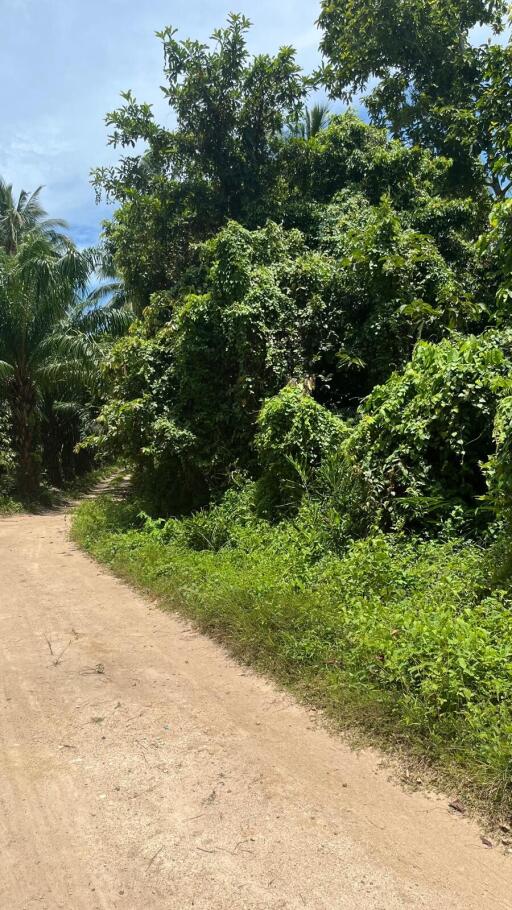 Scenic outdoor pathway surrounded by lush greenery