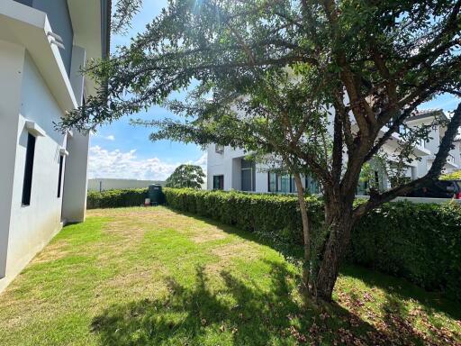 Backyard with tree and greenery