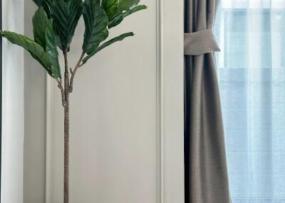 Potted plant next to a curtain-covered window