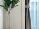 Potted plant next to a curtain-covered window