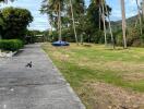 Outdoor area with driveway and palm trees