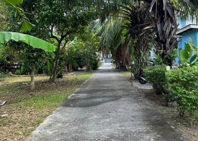 Pathway surrounded by lush greenery