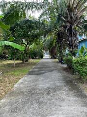 Pathway surrounded by lush greenery