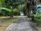 Pathway surrounded by lush greenery