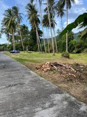 Spacious garden area with tall palm trees