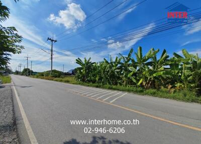 Roadside view with banana plants and power lines on a sunny day