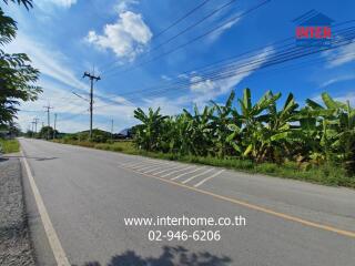 Roadside view with banana plants and power lines on a sunny day