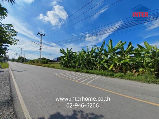 Roadside view with banana plants and power lines on a sunny day