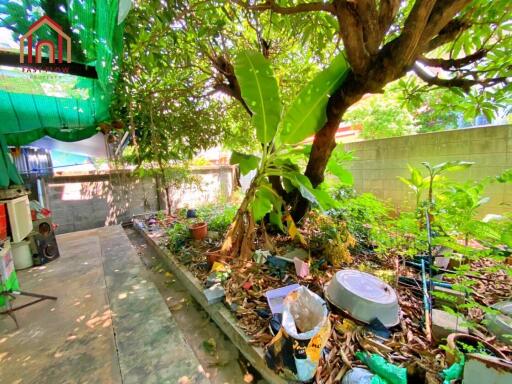 Garden area with large shady tree and miscellaneous items