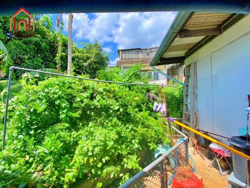 Lush backyard with greenery