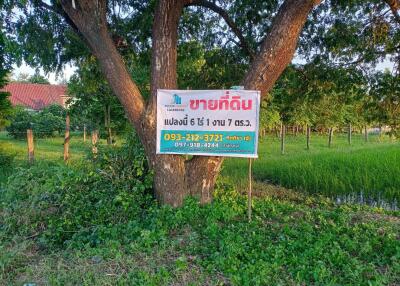 plot of land for sale sign on a tree