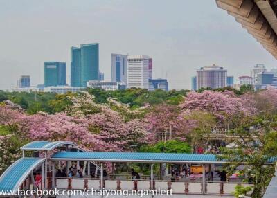 View of city buildings with trees in bloom and pedestrian area