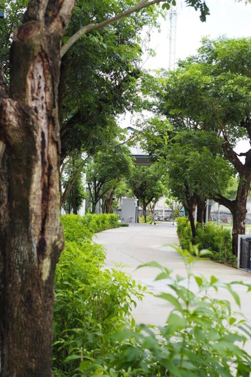 Walkway lined with trees and greenery