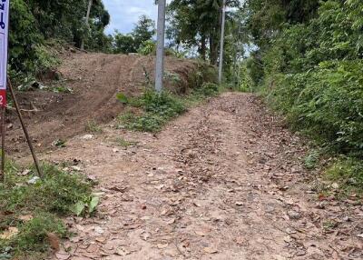 Dirt road surrounded by greenery