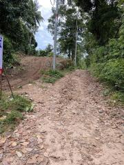 Dirt road surrounded by greenery