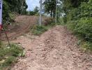 Dirt road surrounded by greenery