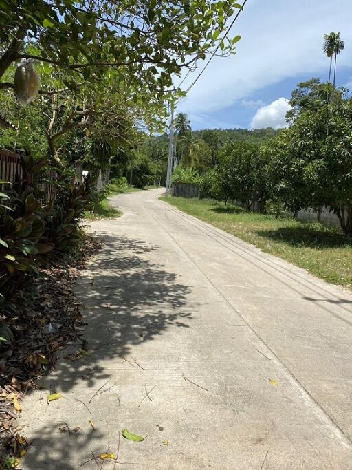 A quiet neighborhood road lined with trees and greenery